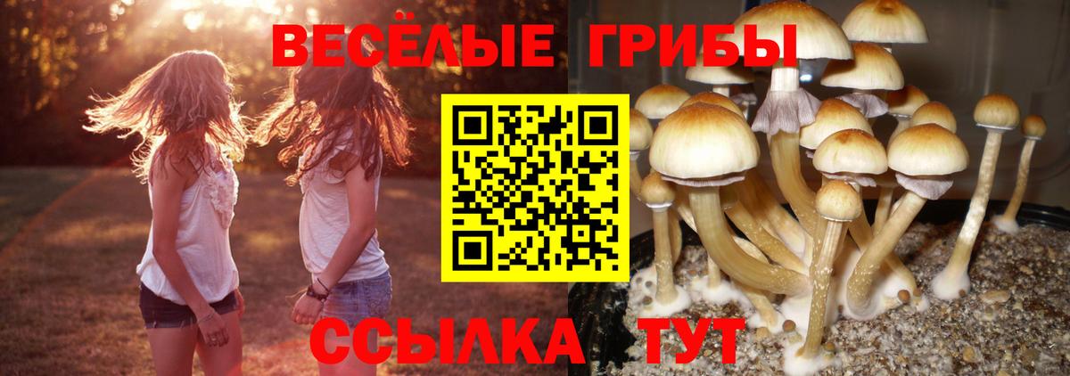 Галлюциногенные грибы Psilocybine cubensis  наркота  Вход с VPN  Энгельс  Галлюциногенные грибы ЛСД 